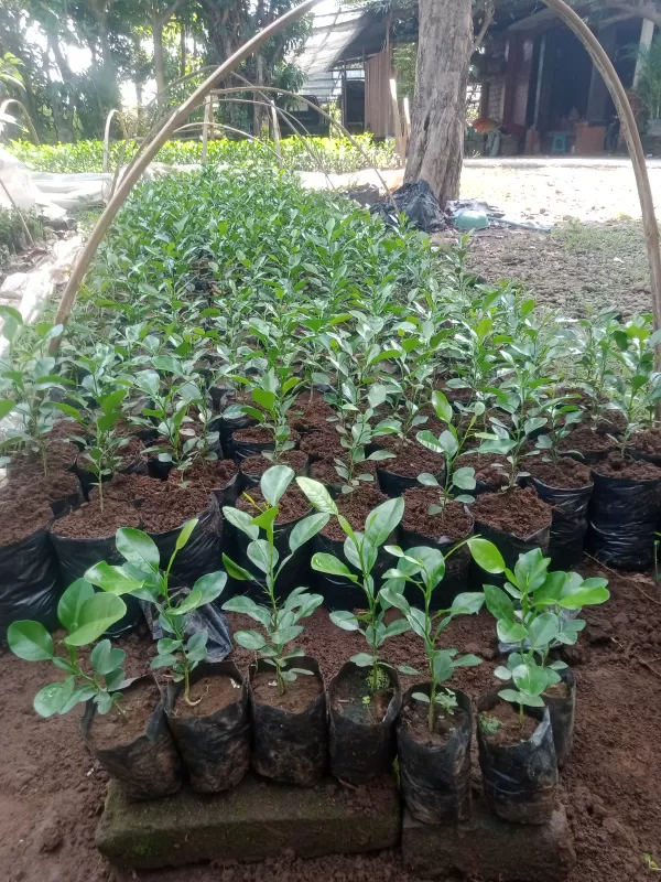 Bibit jeruk purut